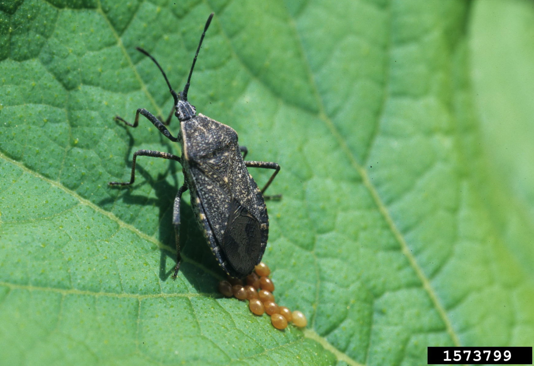 Squash bug